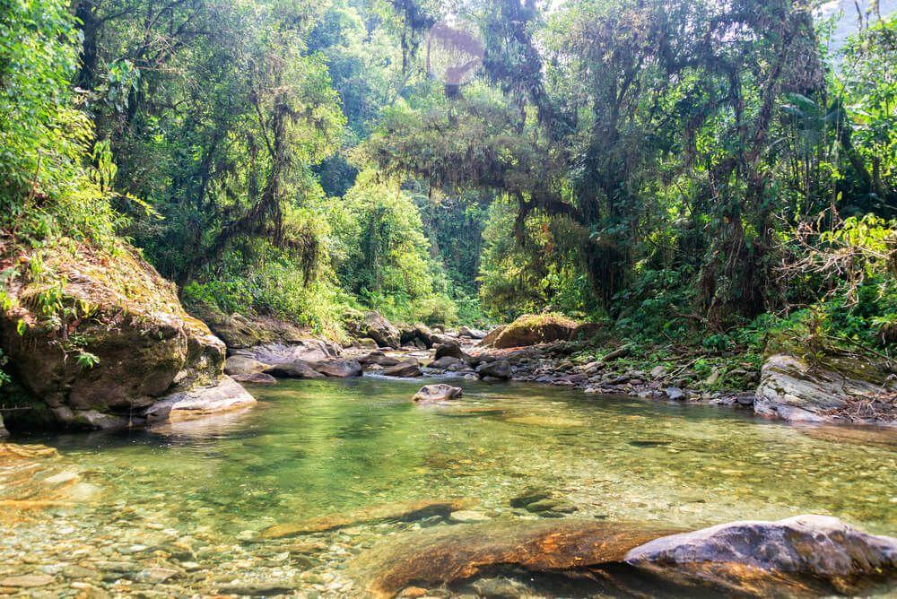 Río de agua clara entre piedras y bosque espeso